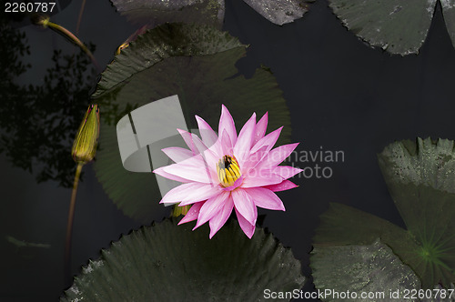 Image of Lotus.