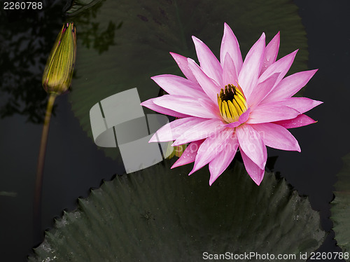 Image of Lotus with a little little spider.