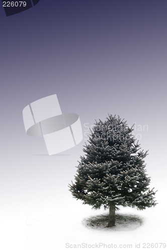 Image of Tree with Bluebackground