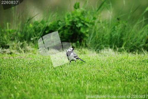 Image of White wagtail