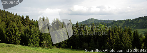 Image of Pine Forest