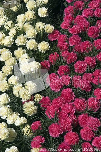 Image of Carnations