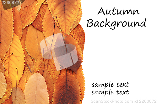 Image of autumnal backdrop