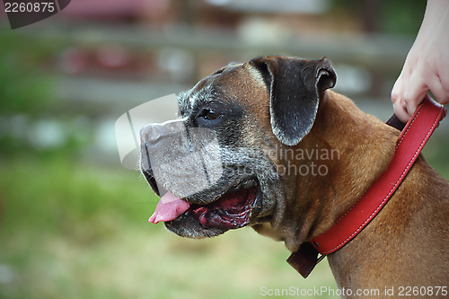 Image of closeup of a boxer dog