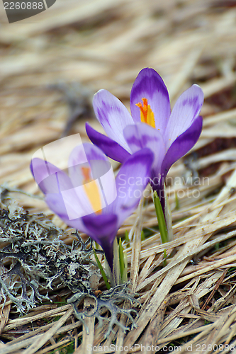 Image of purple crocus sativus