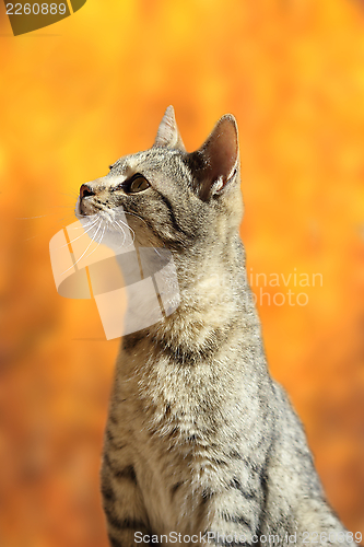 Image of striped cat in autumn scene