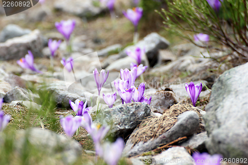 Image of wild flowers on rocky terrain