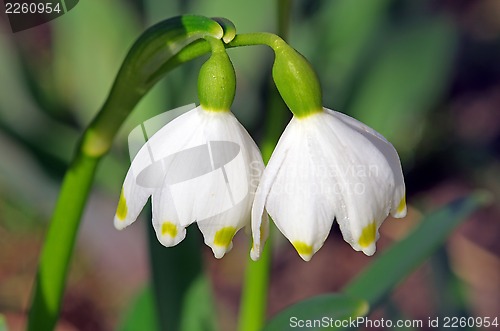 Image of Snowdrops