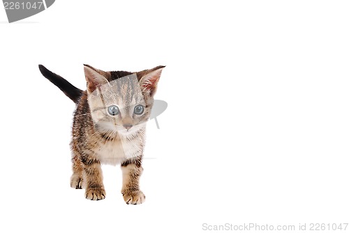 Image of Tabby Kitten on White