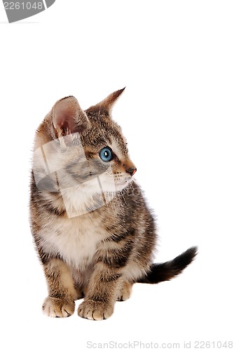 Image of Cute Blue Eyed Tabby Kitten