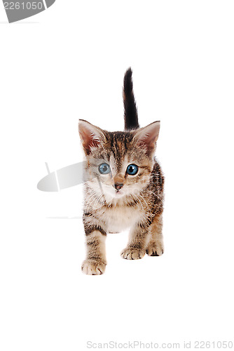 Image of Playful Striped Kitten with Blye Eyes