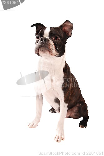 Image of Boston Terrier Dog Standing