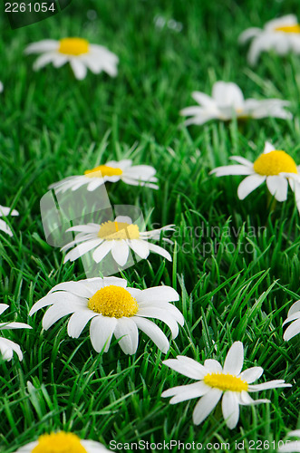Image of Daisies on grass