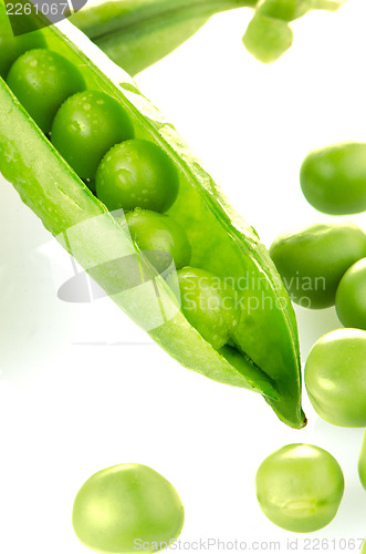 Image of Fresh green pea pod