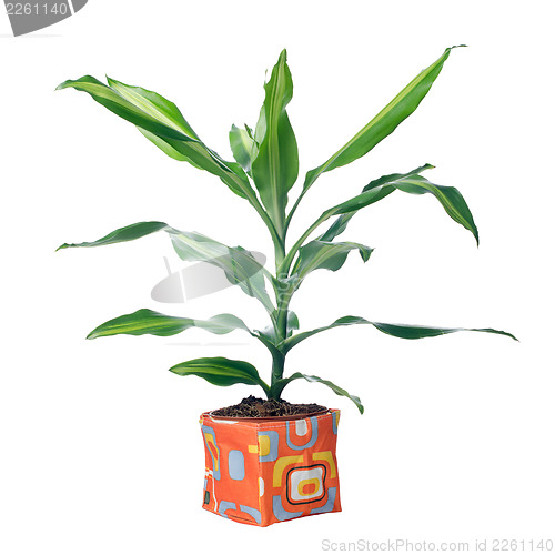 Image of Houseplant