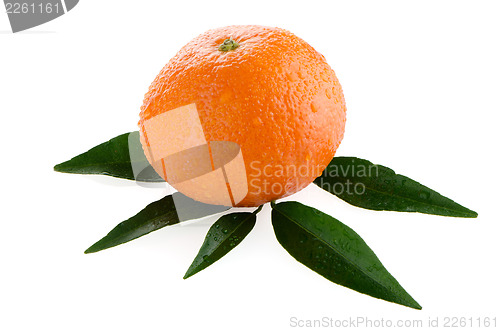 Image of Fresh orange mandarin