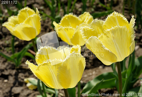 Image of flowering tulips
