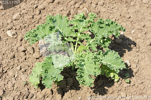 Image of Young plant of cabbage