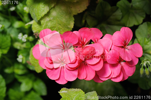 Image of Geranium