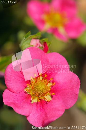 Image of Strawberry flowers