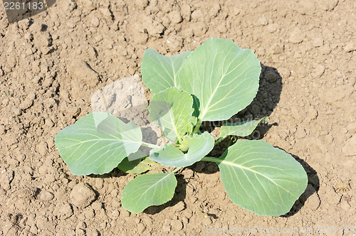 Image of Young plant of cabbage