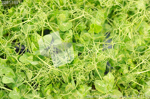 Image of Cress