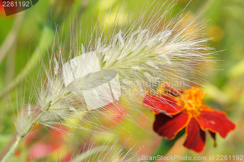 Image of ?rnamental plants - fountain grass