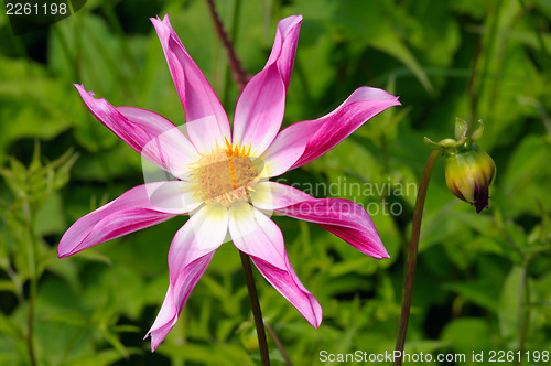 Image of Dahlia, variety Marie Schnugg