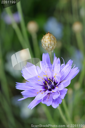 Image of Chicory