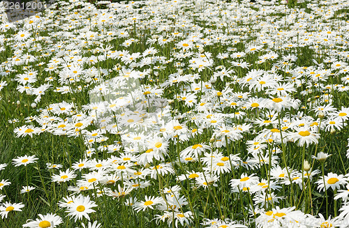 Image of White daisy flowers on the meadow.