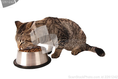 Image of Kitten eating from dish