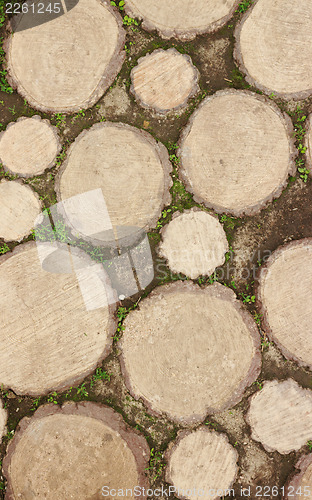 Image of The path of the tree in the Museum in Suzdal