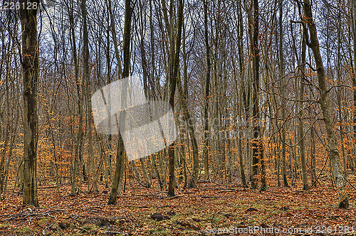 Image of Forest in Autumn