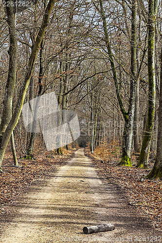 Image of Footpath in a Forest