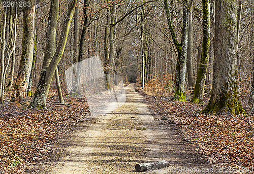 Image of Footpath in a Forest