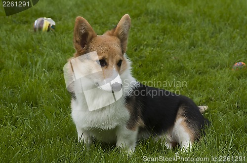 Image of shy puppy