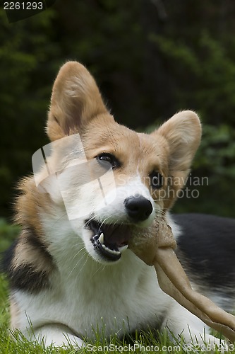 Image of small dog large bone