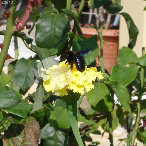 Image of Bee on a flower