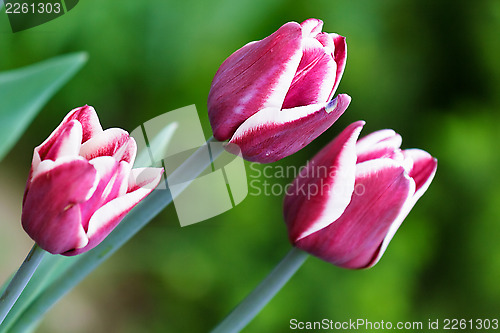 Image of three beautiful spring flower tulip