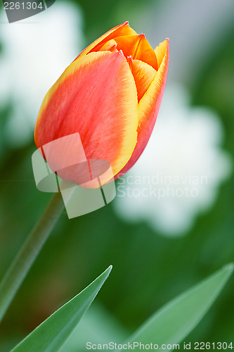 Image of red beautiful tulip