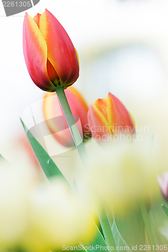Image of red beautiful tulip