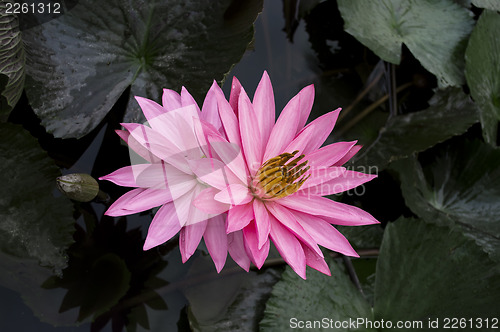 Image of Two Lotuses with a Tiny Spider.