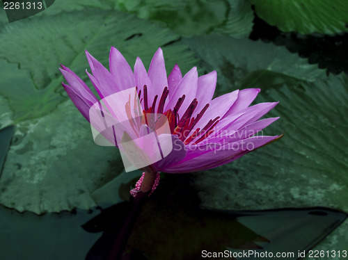 Image of Violet Lotus.