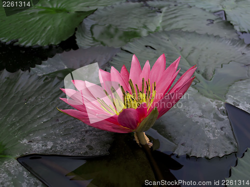 Image of Red Lotus.