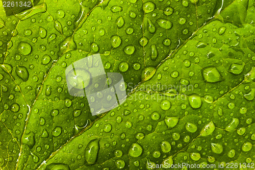 Image of Environmental or floral pattern: green leaf with dew droplets