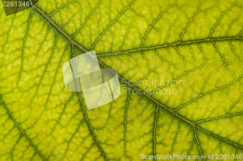 Image of Green leaf: floral or environmental pattern