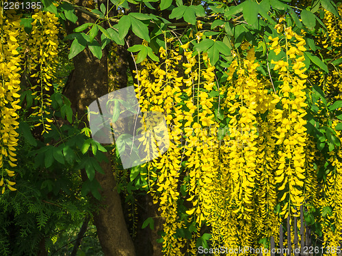 Image of laburnum