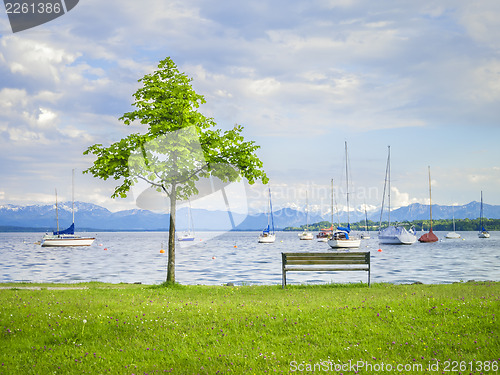 Image of tree at the lake