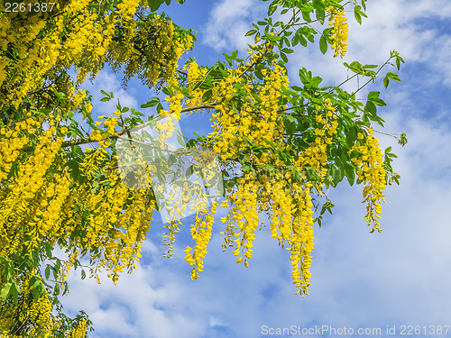 Image of laburnum