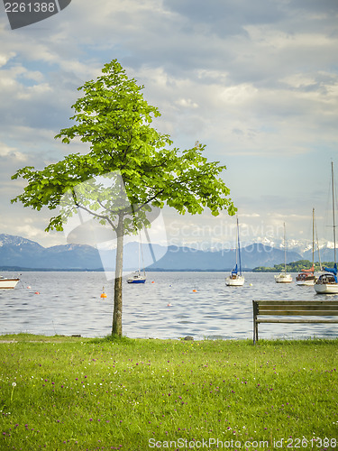 Image of tree at the lake